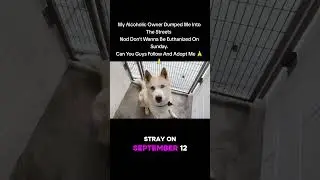 Alaskan Husky Needs New Family. #alaskan #alaskanhusky #huskytalking #usatrending #viral