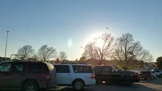 Grackle talking to each other at the Walmart parking lot