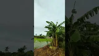 The Most Beautiful Countryside #shortvideos #nature  #earthshots #natureview #globetrip #waterfall