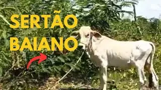 Vida Simples, mas não fácil/ Rotina real na roça