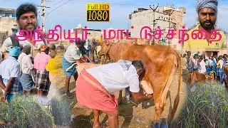 அந்தியூர் மாட்டு சந்தை  பகுதி 2