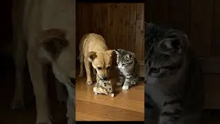 The Cutest Food Fight: Dog, Cat & Hamster Showdown! 🐶🐱🐹 #short