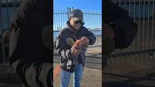 How to catch a big gurnard off the wharf! #fishingnz #mancingviral #fyp #auckland