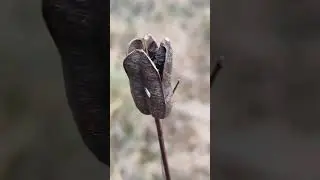 Suchy badyl w lesie - piękny kwiat - Kosaciec syberyjski (Iris sibirica).