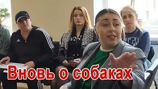 &laquo;Кусачая&raquo; проблема: жители Рени хотят сократить число бродячих собак &ndash; как?