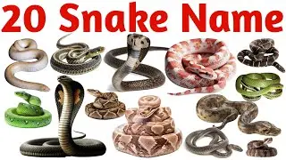 20 साँपों के नाम | Learn Snake Names for Kids | Educational Animal Learning Video