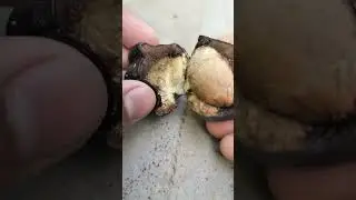 Beware,This fruit is poisonous! || Oddly satisfying || Extracting an Oleander seed from its fruit ||