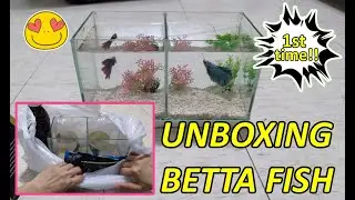 My 1st TIME UNBOXING a BETTA FISH! 🐟🐟😍