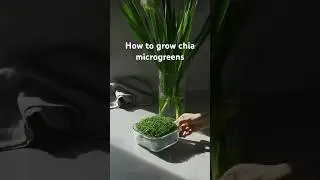 How to grow chia microgreens