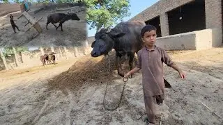 Buffalo drinking water from bucket 🐃 | Village morning life | Chacha Bhatija