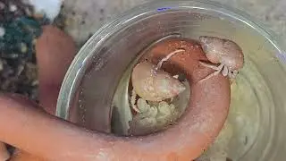 Captive Bred Hermit Crabs Six Months After Spawning