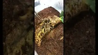Pamphobeteus sp. &ldquo;Mascara&rdquo; Tarantula Feeding! - NukaMedia Exotics USA