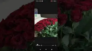 lEO+DrEAD- dozen red roses