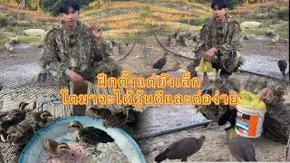 หลายหลายคนชอบส่งมาว่าไก่แหมาก
