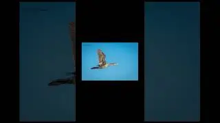 Birds & Wildlife of the Santa Ana River Trail 🦅 | Nature Photography Short