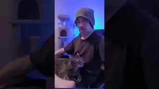Гладю свою кошку