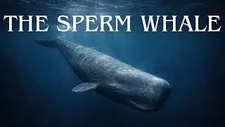 Meet the Sperm Whale &ndash; A Predator That Hunts in Total Darkness