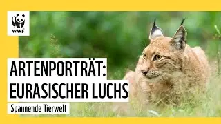 Artenportr&auml;t: Eurasischer Luchs