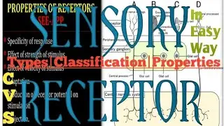 Sensory Receptors|Types|Classification|Properties|CVS|Physiology