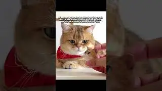 Adorable Custom Pet Fridge Magnets/Accessories