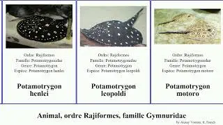 Animal, ordre Rajiformes, famille Gymnuridae maculatus jamaicensis chilensis Urobatis Potamotrygon