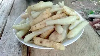 COOKING AND DIGGING ARROWROOT OR URARO COUNTRYSIDE STYLE