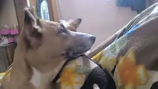 Eating everything in their path.. Eating a snack secretly from your dogs is an impossible task