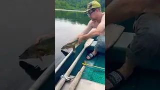24in CHAIN PICKEREL