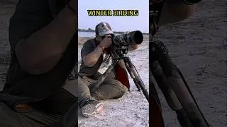 Stunning Winter Birding Moments #birds #shortsviral #shortvideo #shortsfeed #short #shorts