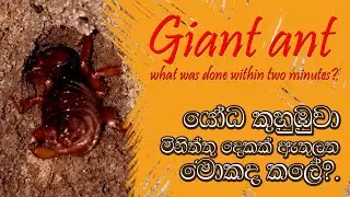 Giant ant | Nature Web TV