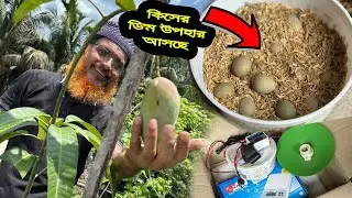অনেক গুলা ডি'ম উপহার আসছে আমাদের জন্য।