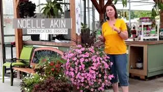 PETITTI How To Cut Back Annuals