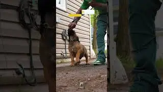 Consistent Guidance Build Trust During Boerboel Training #puppytrainingshorts #puppytrainingtips