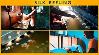 SILK REELING process | #episode7 |