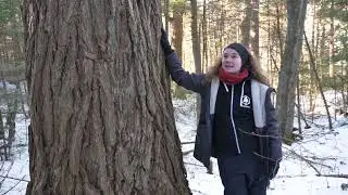 HUGE old-growth hemlock trees in Algonquin Park