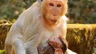 Update mom Duchess and baby Dakota, Baby monkey Dakota