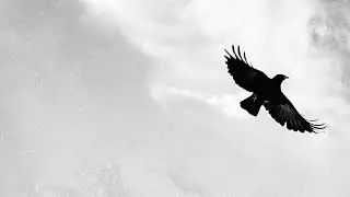 ARDA LEEN - Walking Between Birds