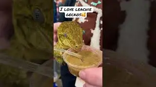 Leachie gecko eating at reptile expo! #animals #reptiles #gecko