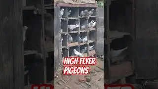 The Odisha High Flyer: A Pigeon Worth Its Weight in Gold