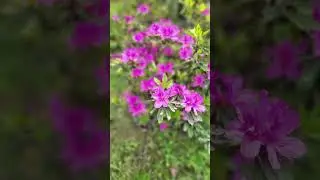 Flowers of Sikkim Plant Conservatory #Sikkim #Gangtok #Sightseeing #Travel