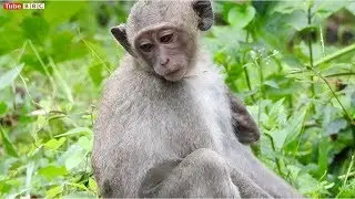 Poor Baby Monkey | Poor Monkey Playing and eating food