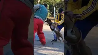 Dog training. American Pitbull Butch. Detention of the 