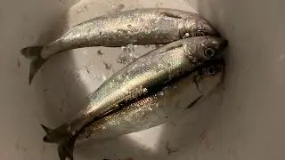 First catches of 2023, Herring!! (1-09-23)