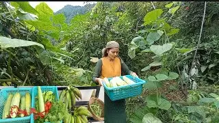 Harvesting Different Vegetables In My Garden #himachali_mom_studio #kotgarh