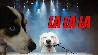 Dogs got talent ep 1:Bella the singing labrador retriever