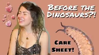 The Most Rare Insects Ever!? Velvet Worm Care, Montage, & Enclosure Building!!