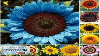 50pcs Pack 10 Species Mix Variety Pack Sunflower Seeds Unique and Varied Garden