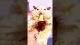 Today, the fat girl eats some meat, silkworm pupa with cheese#pets #cute #animals #sugarglider