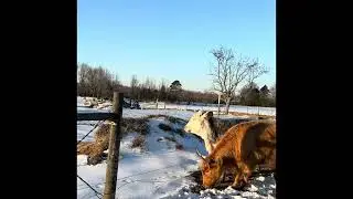 Feeding pigs, Highlands and horses in the January 2026 snow/ice