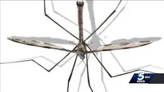 Oklahoma expert weighs in on benefits of crane flies found in state